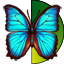 butterfly with half timer image